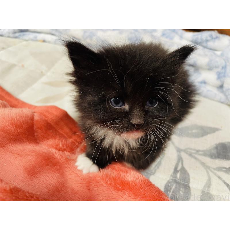 販売中の京都府のメインクーン-134925の4枚目