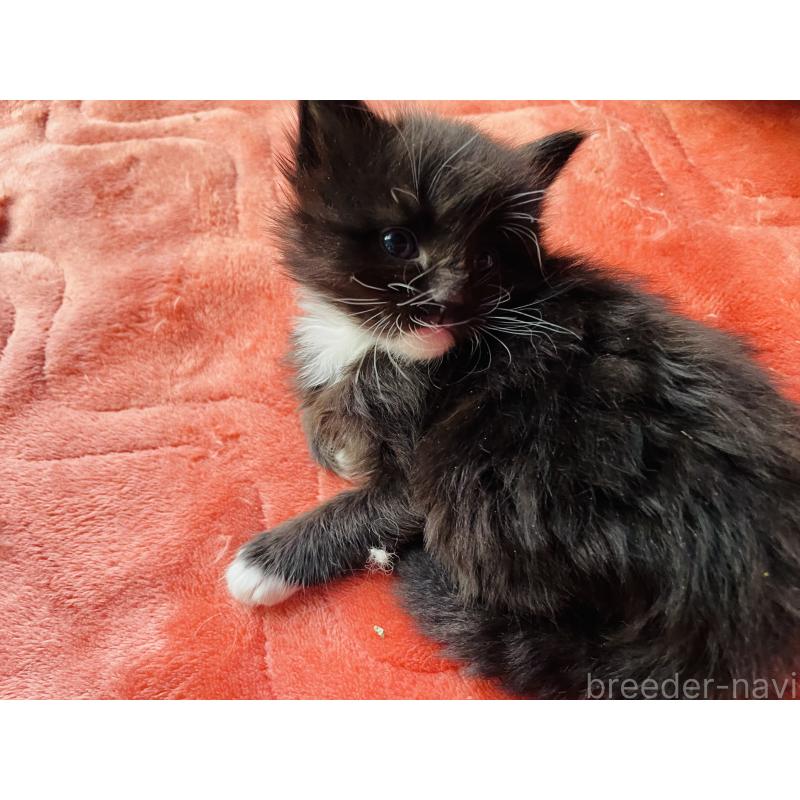 販売中の京都府のメインクーン-134925の3枚目