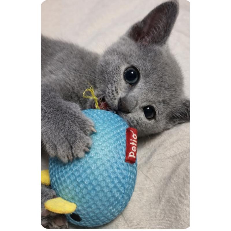 成約済の埼玉県のロシアンブルー-134926の1枚目