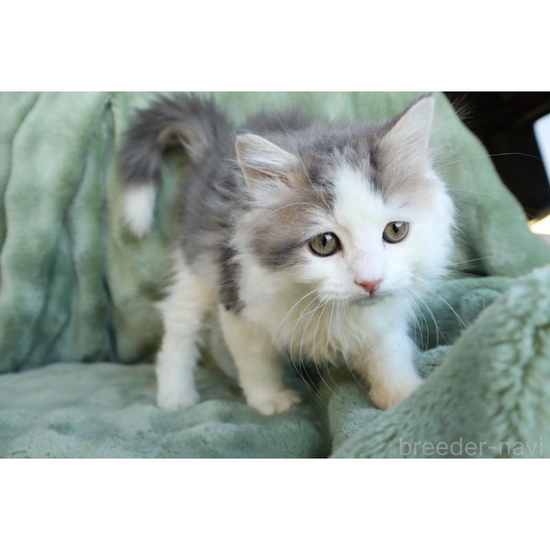 販売中の東京都のミヌエット-134927の5枚目