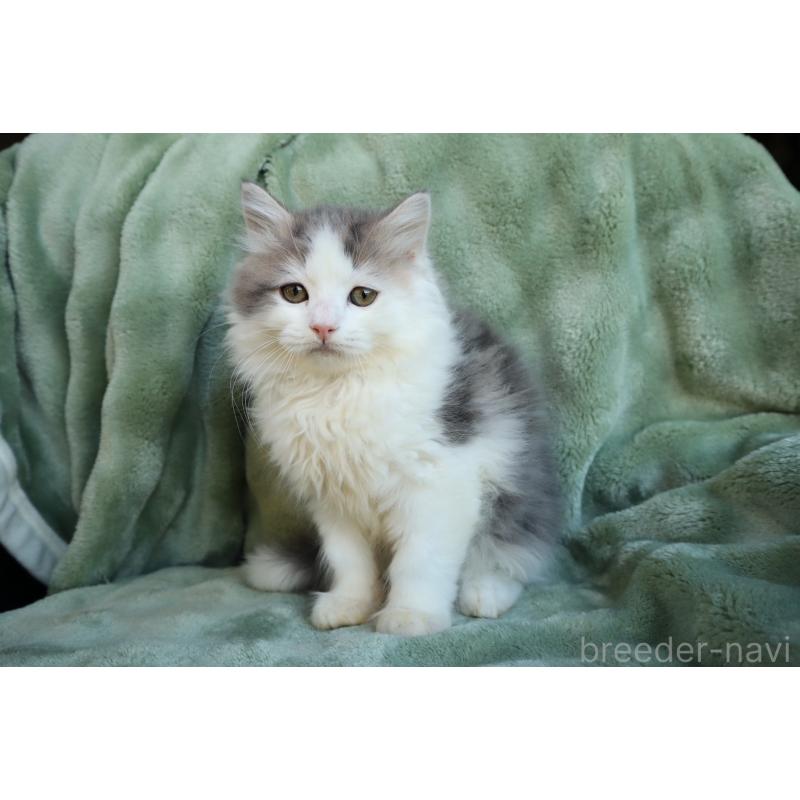 販売中の東京都のミヌエット-134927の4枚目