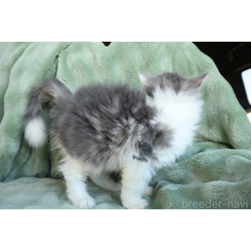 販売中の東京都のミヌエット-134927の2枚目