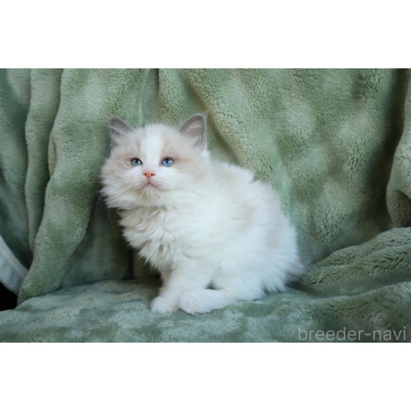 販売中の東京都のラグドール-134928の4枚目