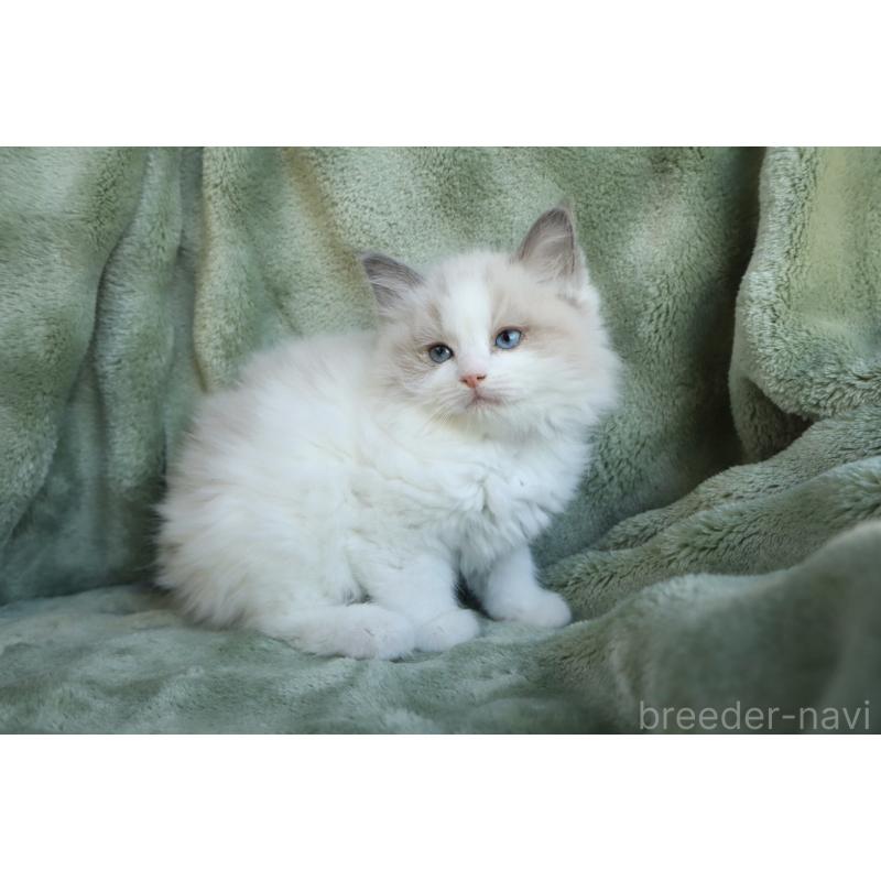 販売中の東京都のラグドール-134928の2枚目