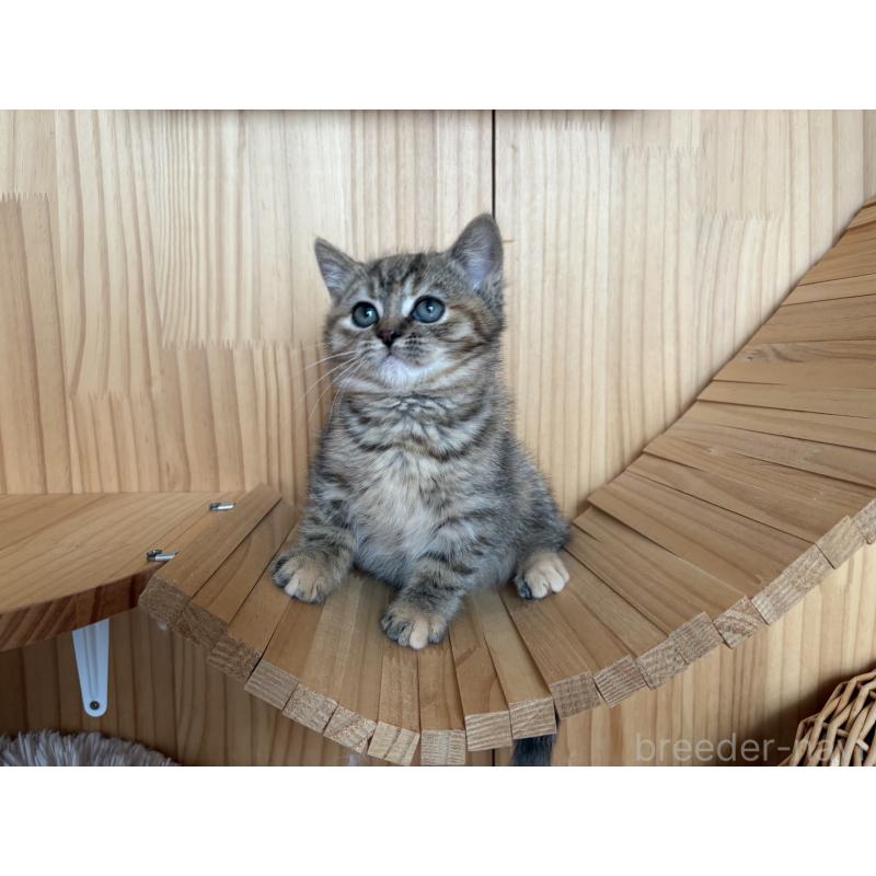 販売中の東京都のキンカロー-134929の5枚目