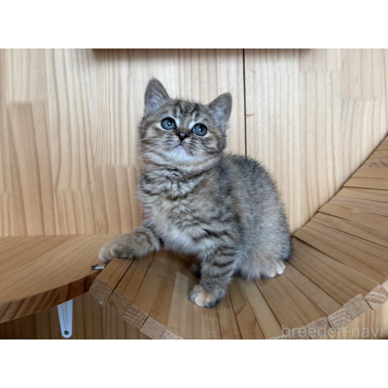 販売中の東京都のキンカロー-134929の4枚目