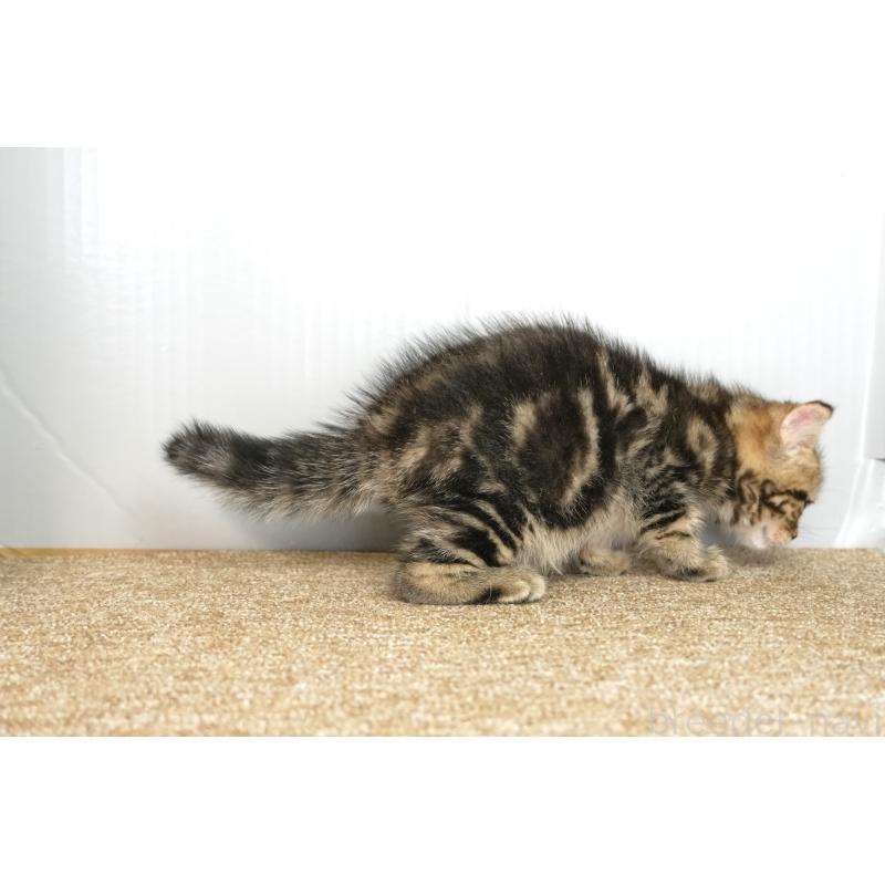 販売中の埼玉県のアメリカンショートヘア-133177の6枚目