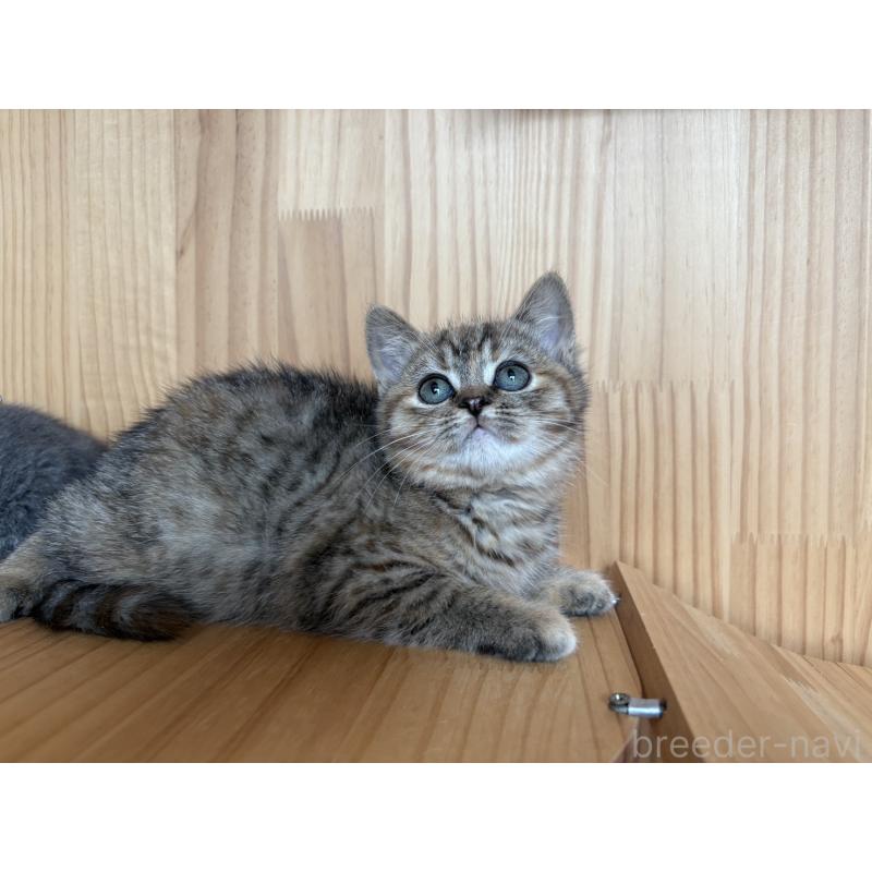 販売中の東京都のキンカロー-134929の3枚目