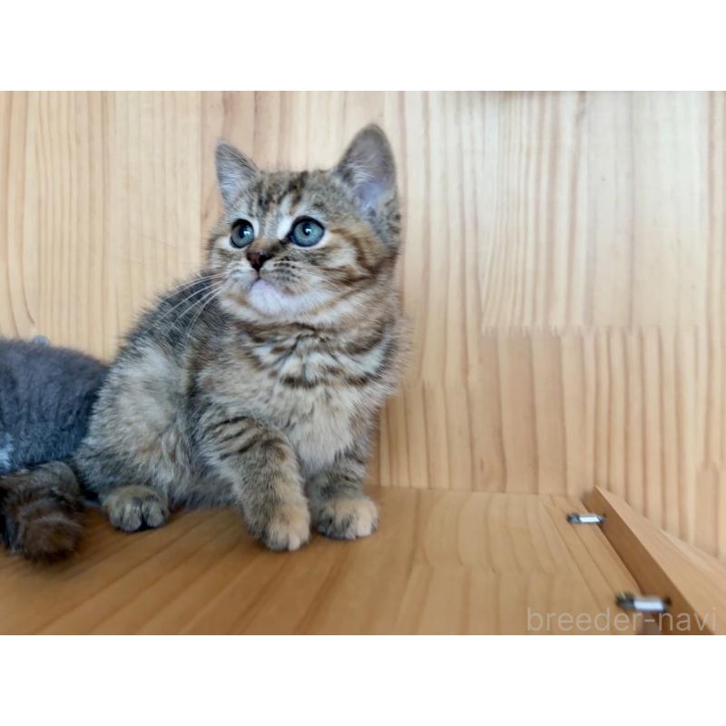 販売中の東京都のキンカロー-134929の2枚目