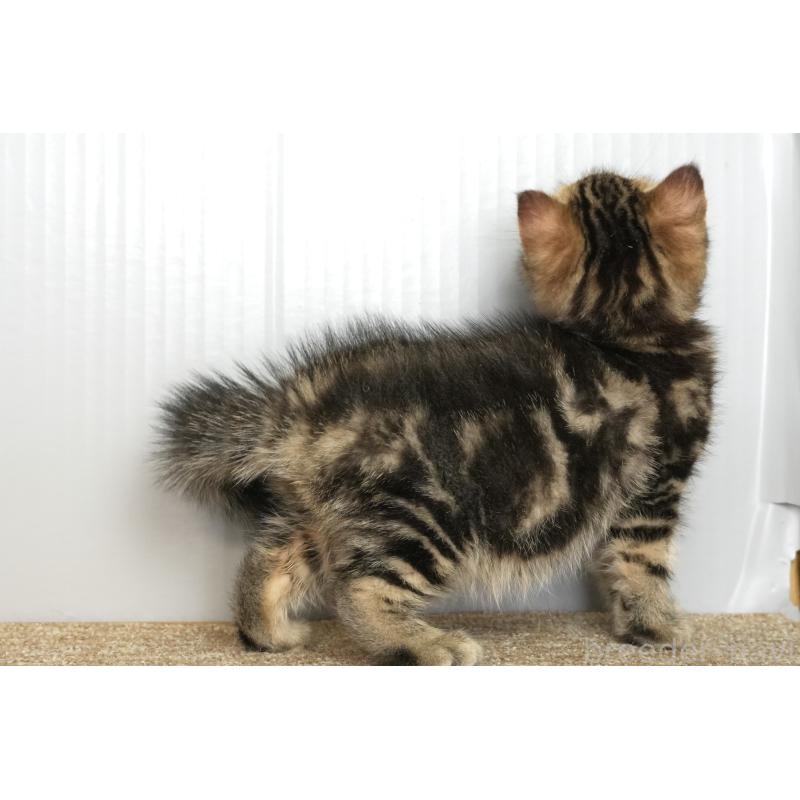 販売中の埼玉県のアメリカンショートヘア-133177の5枚目