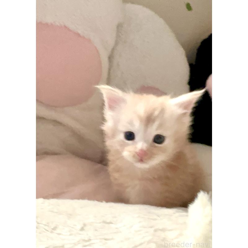 販売中の熊本県のメインクーン-134973の7枚目