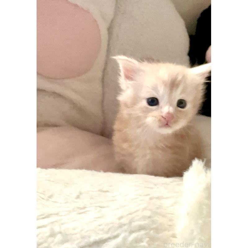 販売中の熊本県のメインクーン-134973の6枚目