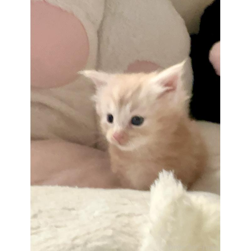 販売中の熊本県のメインクーン-134973の5枚目