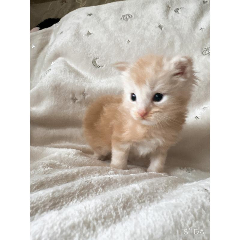 販売中の熊本県のメインクーン-134973の4枚目