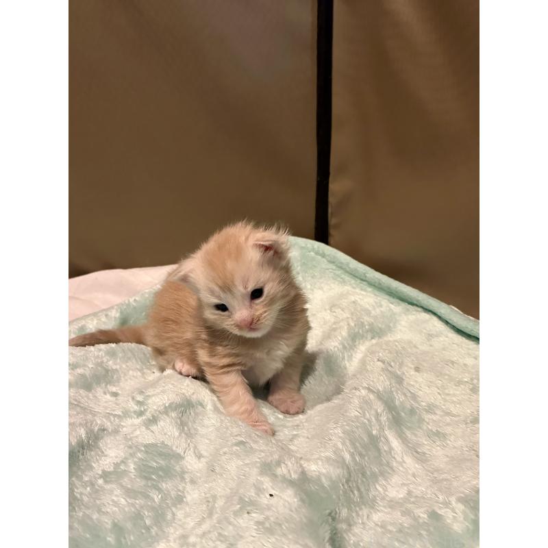 販売中の熊本県のメインクーン-134973の3枚目