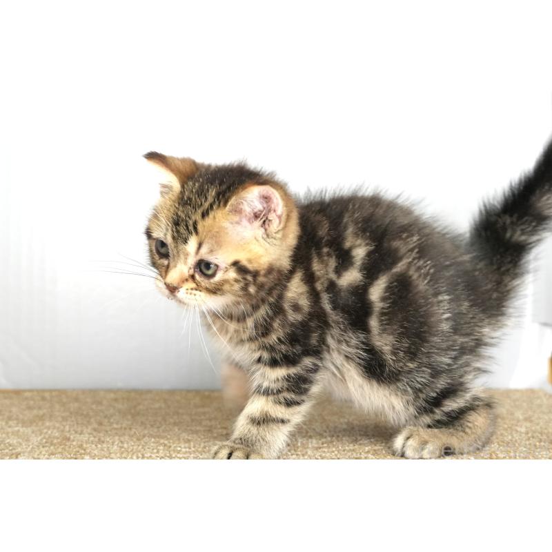 販売中の埼玉県のアメリカンショートヘア-133177の3枚目