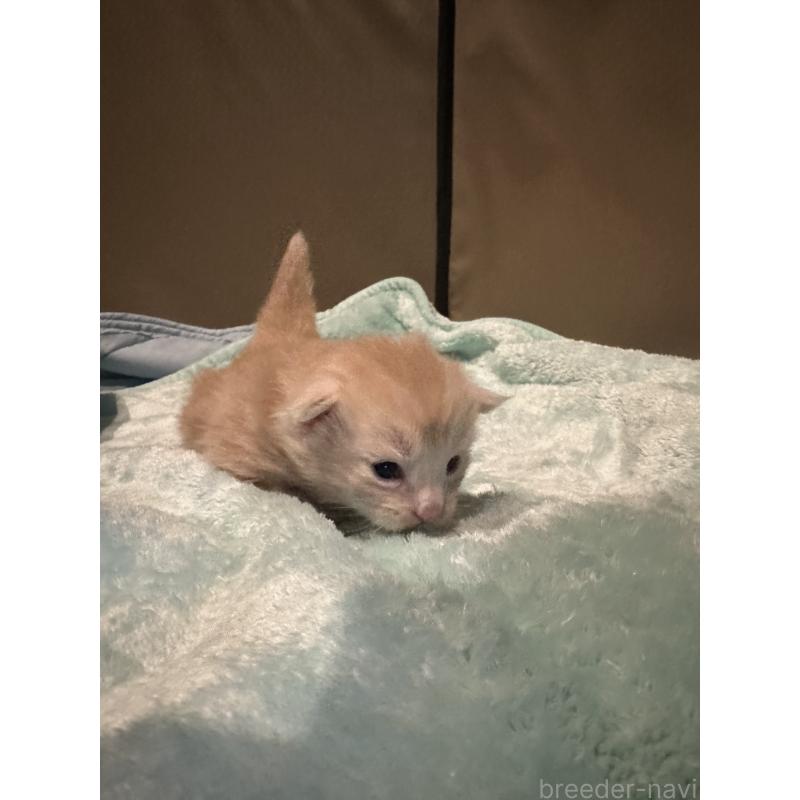 販売中の熊本県のメインクーン-134973の2枚目