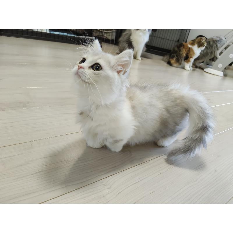 販売中の熊本県のミックス-130724の6枚目