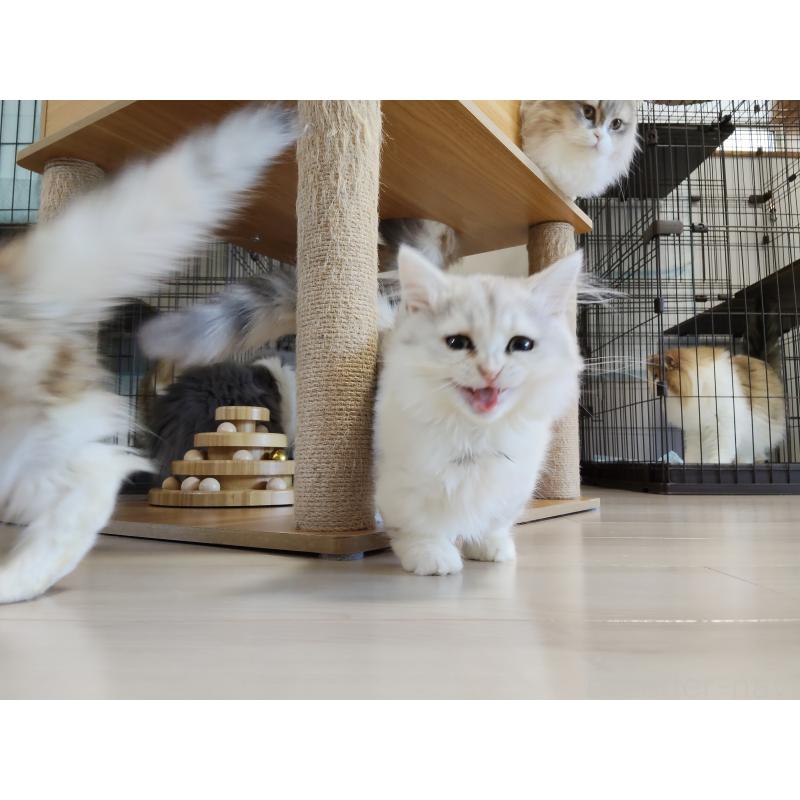 販売中の熊本県のミックス-130724の5枚目