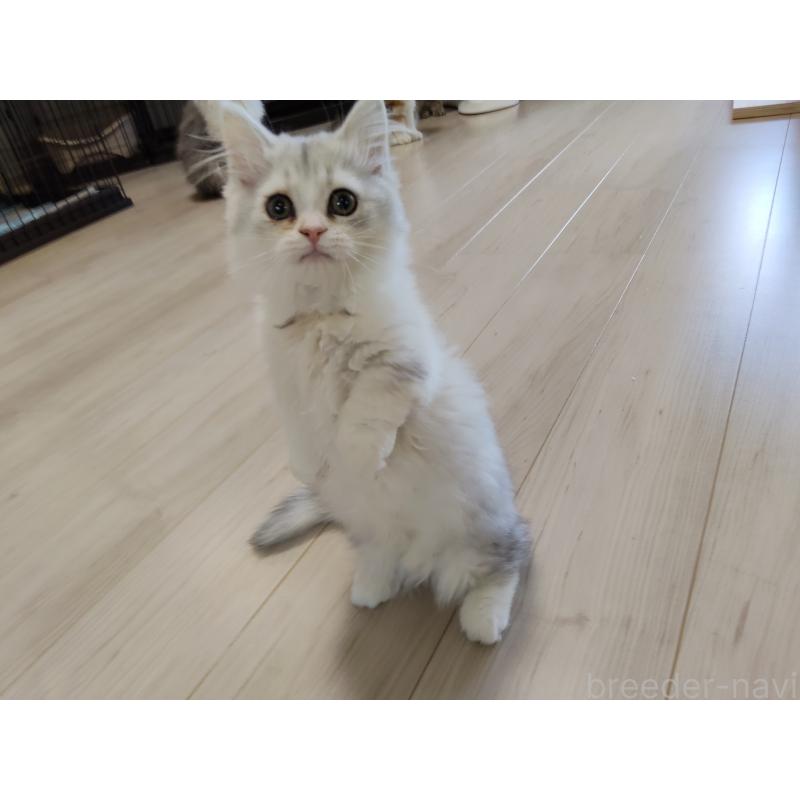 販売中の熊本県のミックス-130724の4枚目