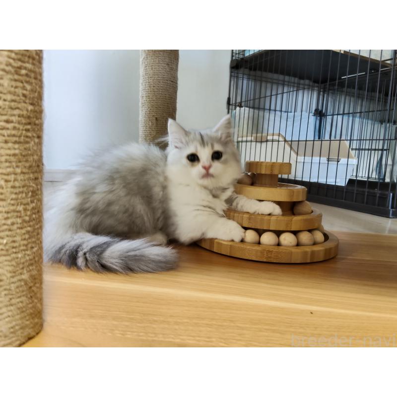 販売中の熊本県のミックス-130724の2枚目