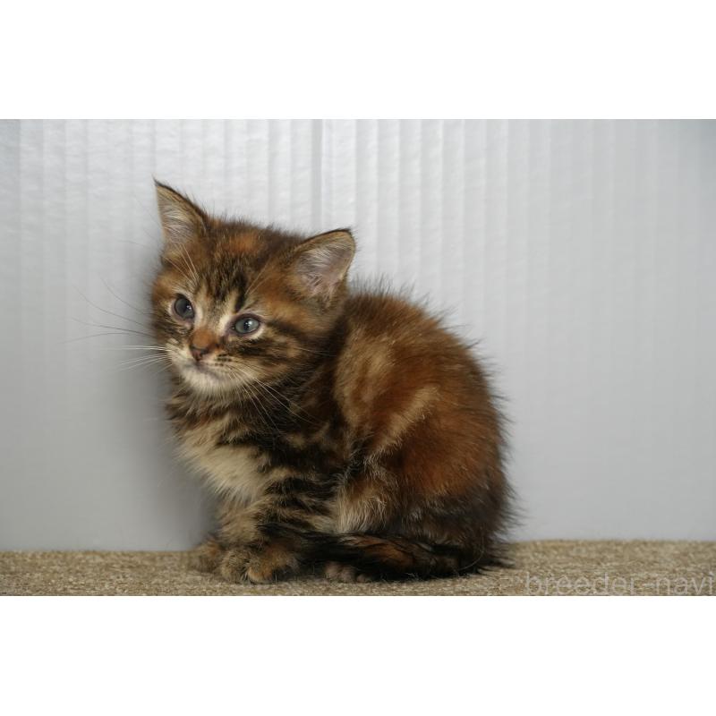 販売中の埼玉県のアメリカンショートヘア-134931の5枚目