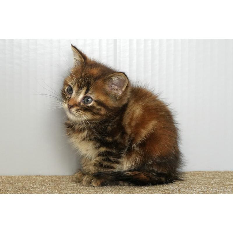 販売中の埼玉県のアメリカンショートヘア-134931の4枚目