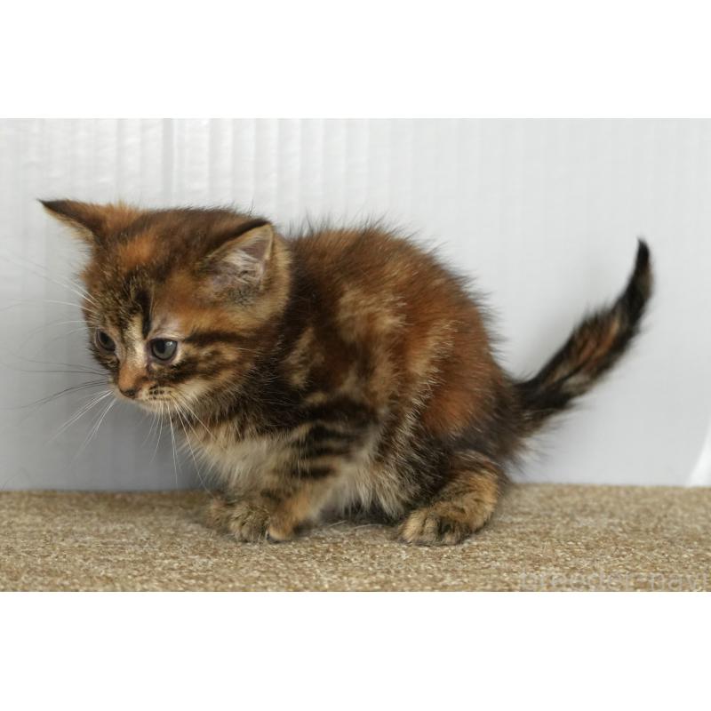 販売中の埼玉県のアメリカンショートヘア-134931の3枚目