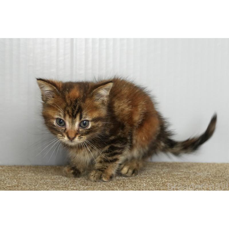 販売中の埼玉県のアメリカンショートヘア-134931の2枚目