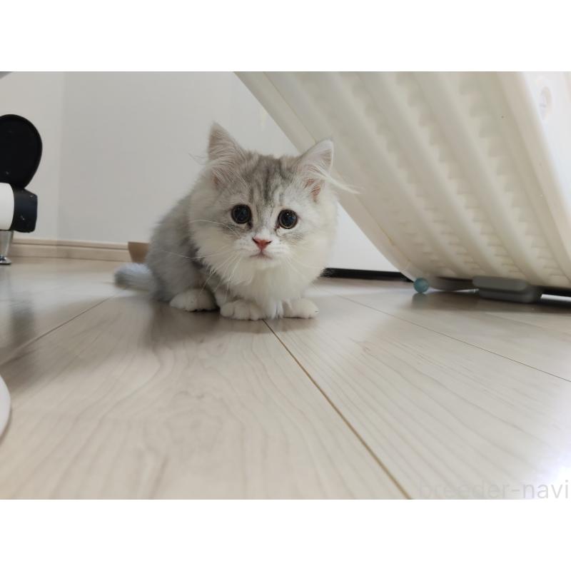 販売中の熊本県のミックス-130719の5枚目