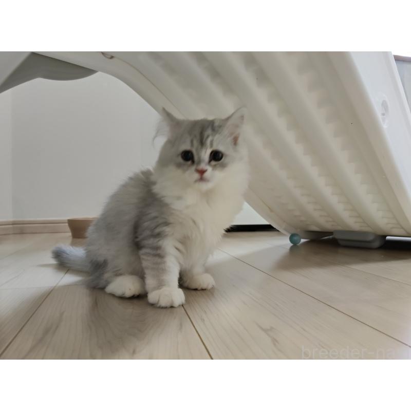 販売中の熊本県のミックス-130719の4枚目