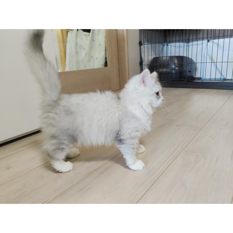 販売中の熊本県のミックス-130719の3枚目