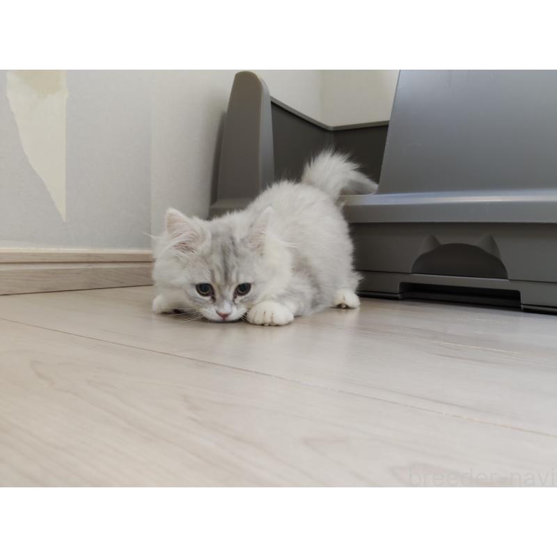 販売中の熊本県のミックス-130719の2枚目