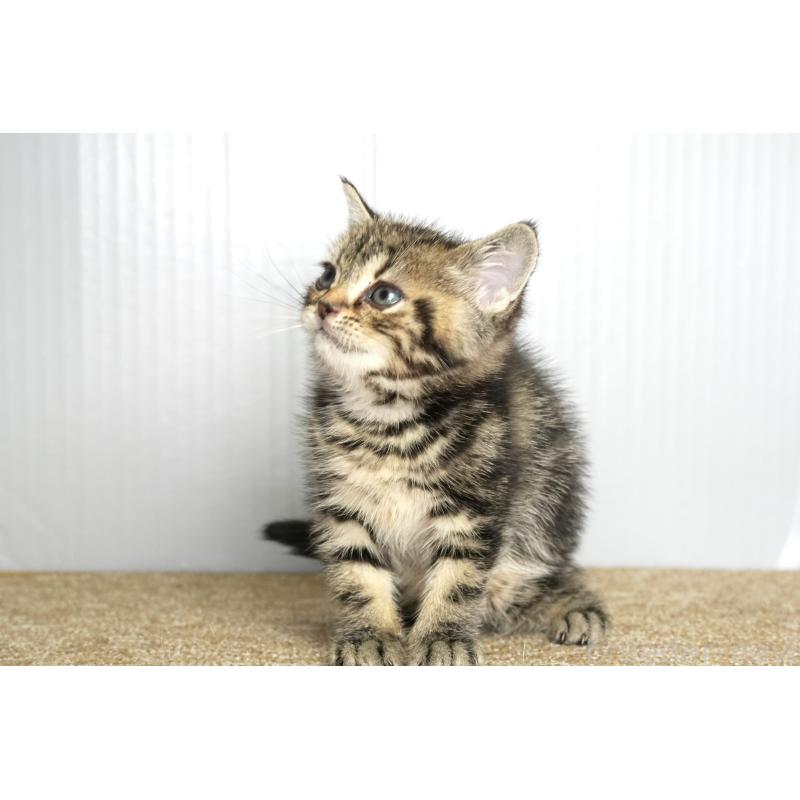 販売中の埼玉県のアメリカンショートヘア-134932の7枚目