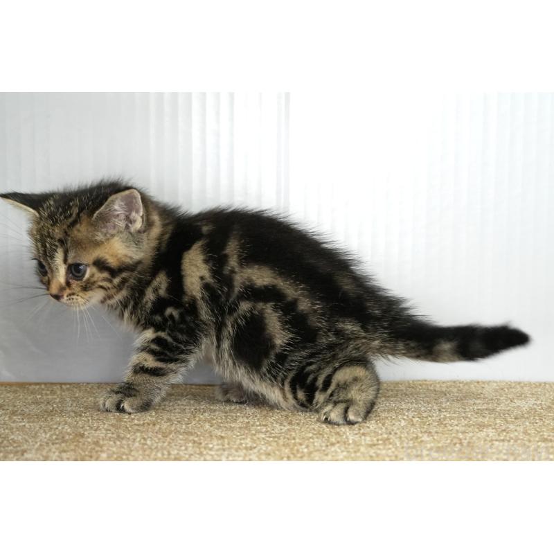 販売中の埼玉県のアメリカンショートヘア-134932の6枚目