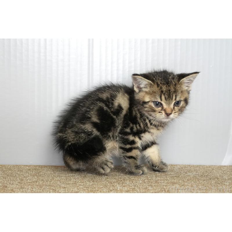 販売中の埼玉県のアメリカンショートヘア-134932の5枚目