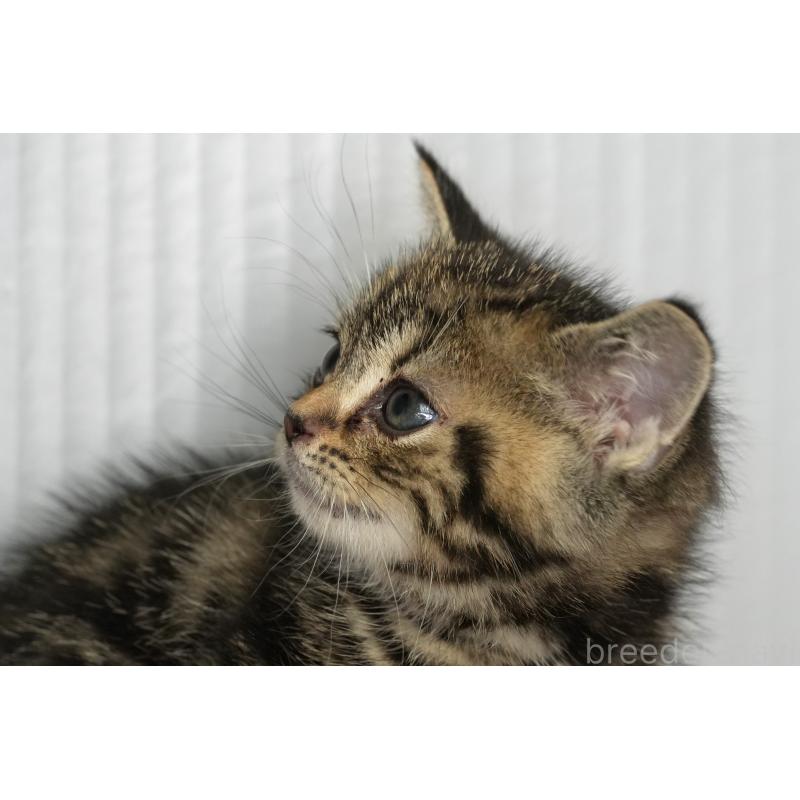 販売中の埼玉県のアメリカンショートヘア-134932の4枚目