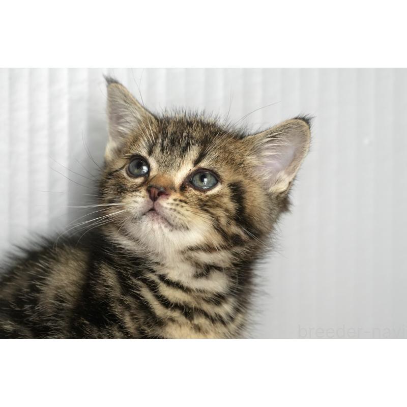 販売中の埼玉県のアメリカンショートヘア-134932の2枚目