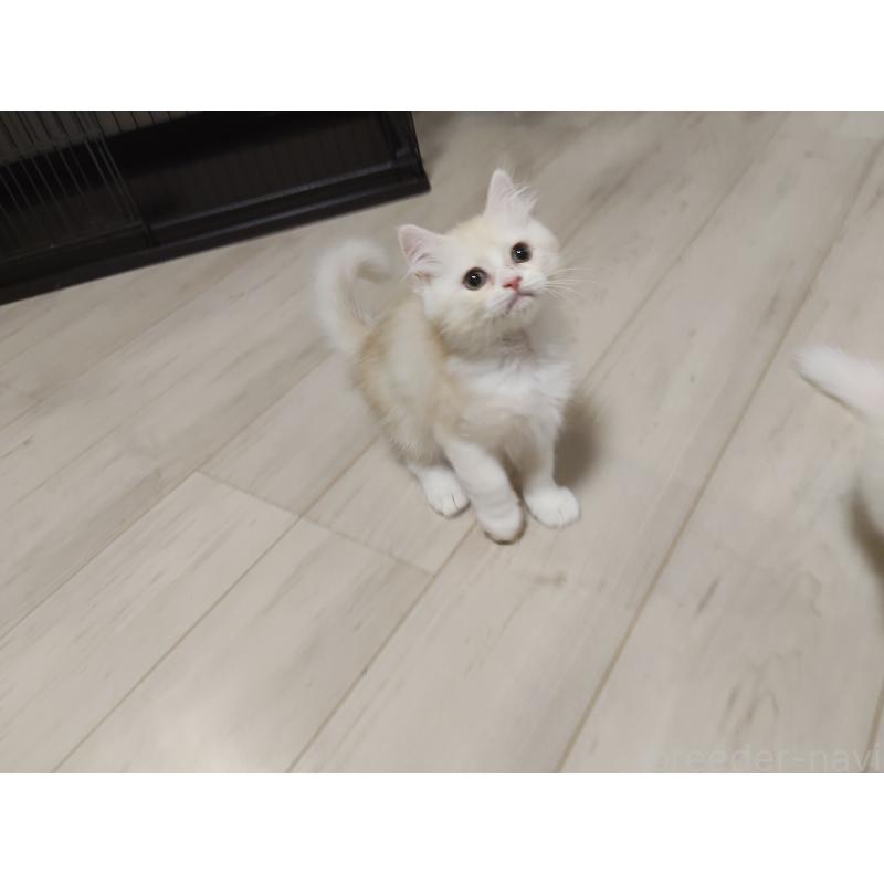 販売中の熊本県のミックス-134933の3枚目