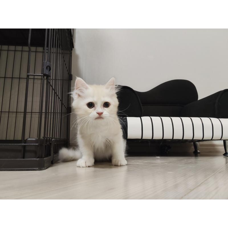 販売中の熊本県のミックス-134933の2枚目