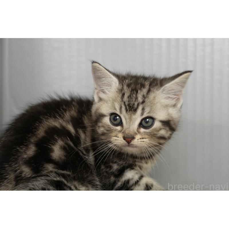 販売中の埼玉県のアメリカンショートヘア-134935の6枚目