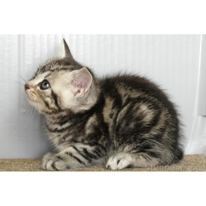 販売中の埼玉県のアメリカンショートヘア-134935の4枚目