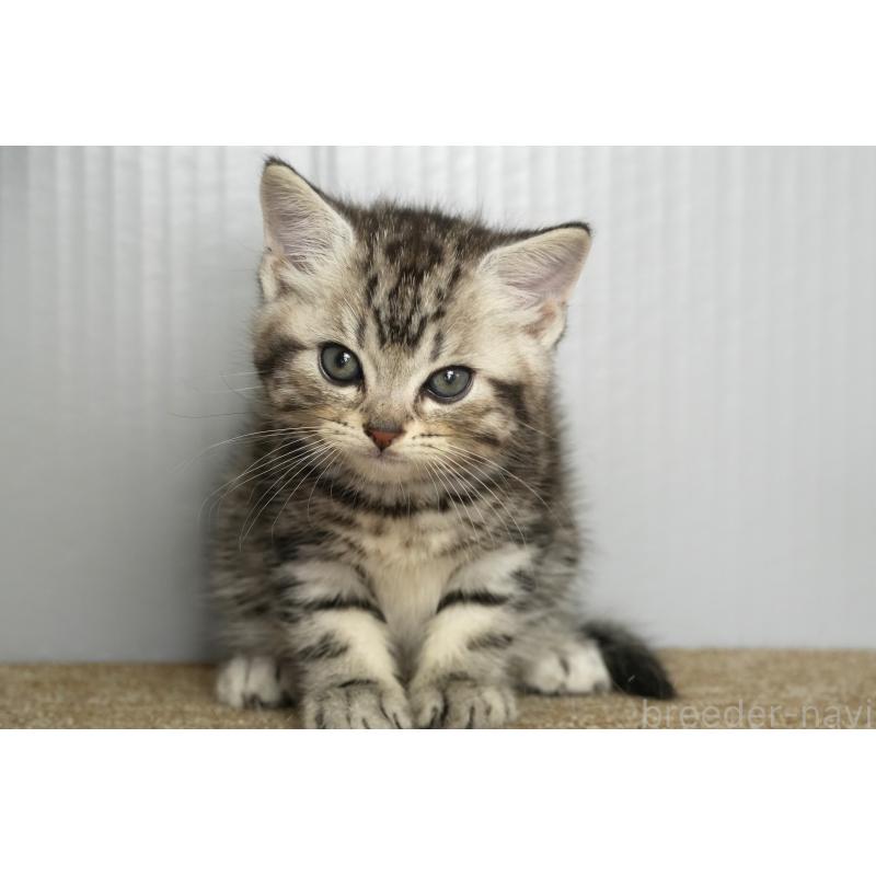 販売中の埼玉県のアメリカンショートヘア-134935の3枚目