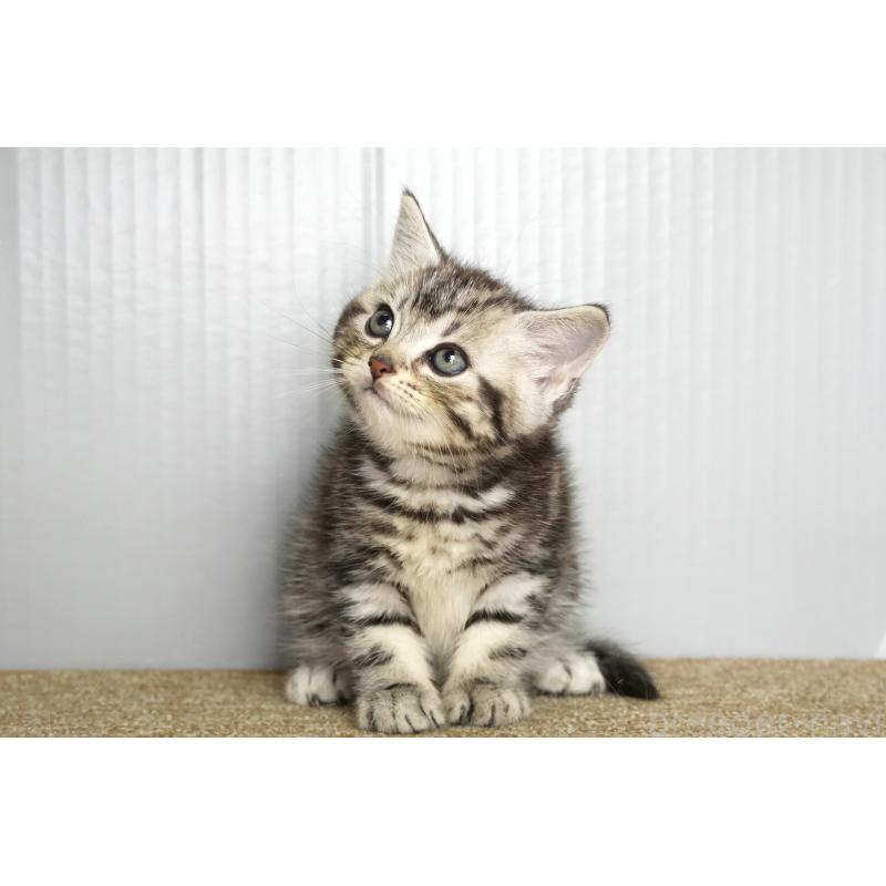 販売中の埼玉県のアメリカンショートヘア-134935の2枚目