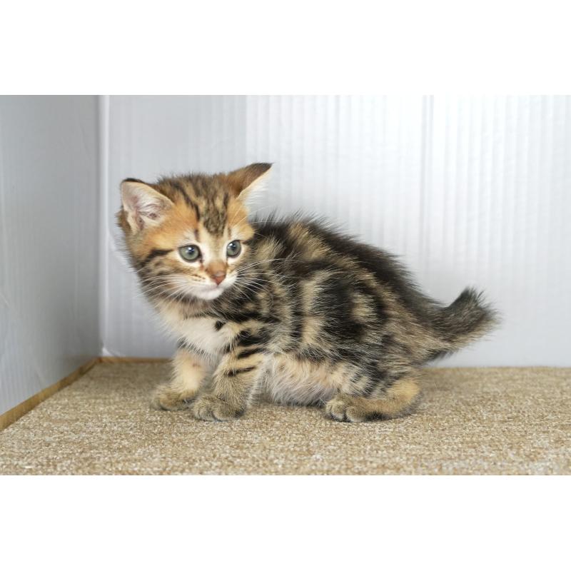 販売中の埼玉県のアメリカンショートヘア-134936の4枚目