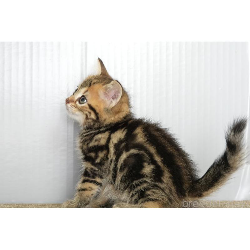 販売中の埼玉県のアメリカンショートヘア-134936の3枚目