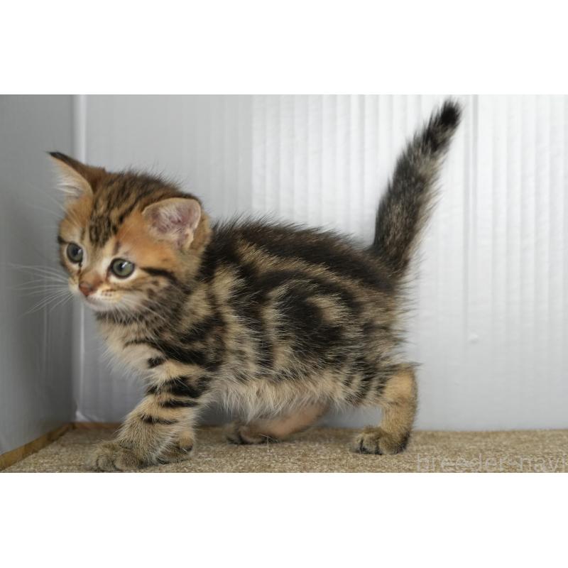 販売中の埼玉県のアメリカンショートヘア-134936の2枚目