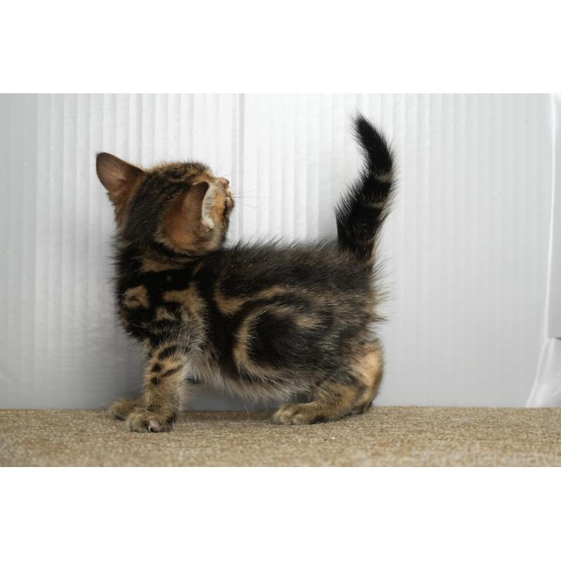 販売中の埼玉県のアメリカンショートヘア-134939の3枚目