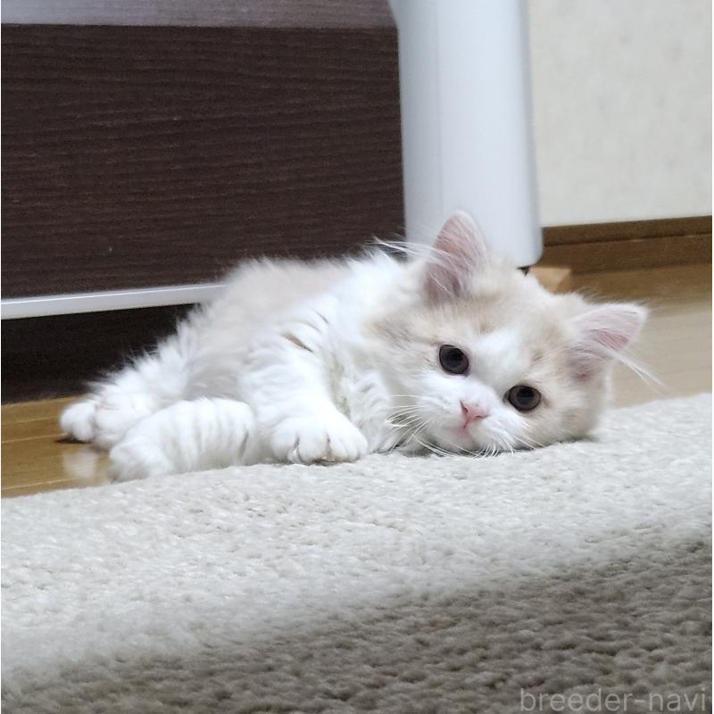 成約済の群馬県のミヌエット(短足)-132897の2枚目