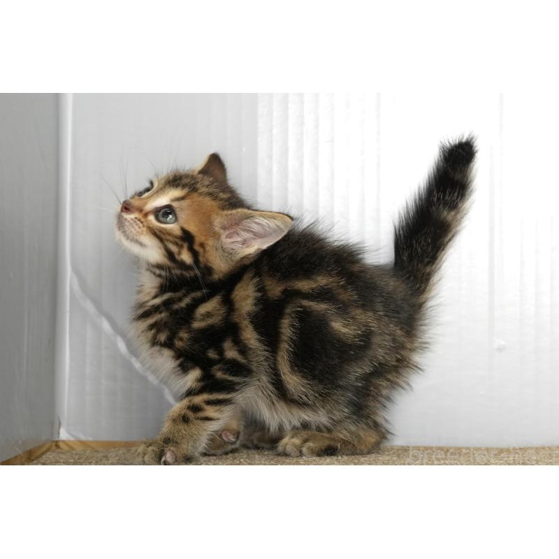 販売中の埼玉県のアメリカンショートヘア-134939の2枚目